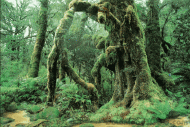 Living Rainforest screenshot